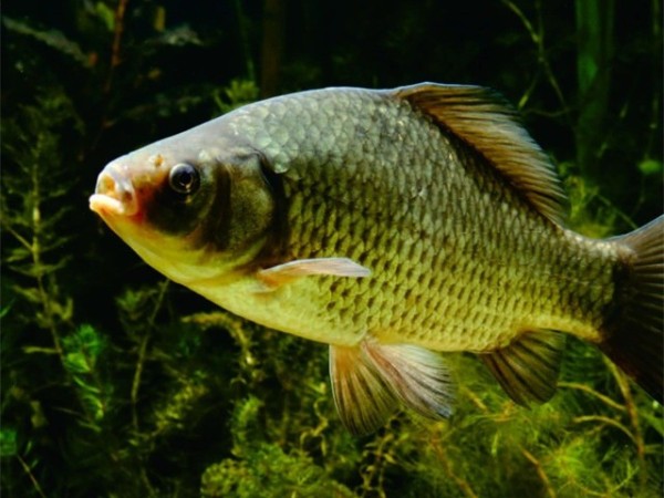 �������Ӽ�