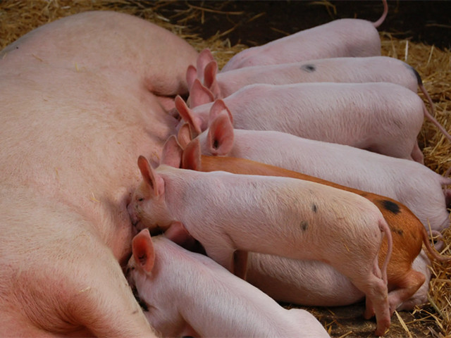 �����������Ч��ķ���