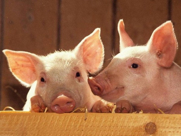 ��������������ֳ�е�Ӧ��