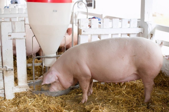 �ļ�ĸ������