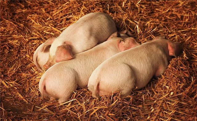 �������Ӽ�