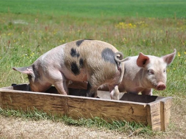 ���ۻ���