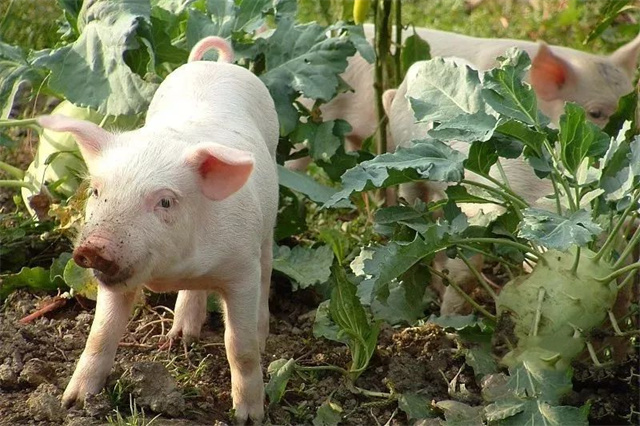 ����������Ӱ��