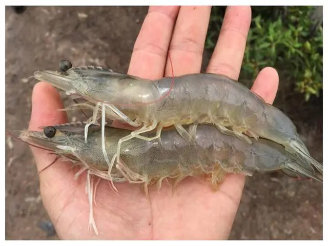 ��Ϻ��ֳʲôʱ����Ҫ��������Щ��Ϻ����Ҫ��һ��Ҫ�ղأ�