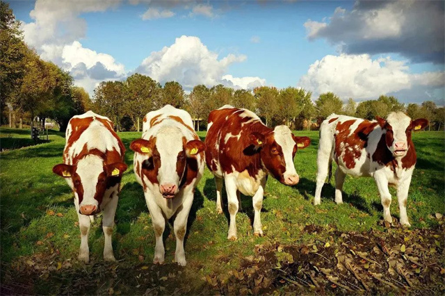 ţ�������Ӽ�