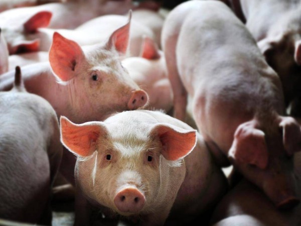 �������Ǽ�ɲ��δ�����л�����ͷ����